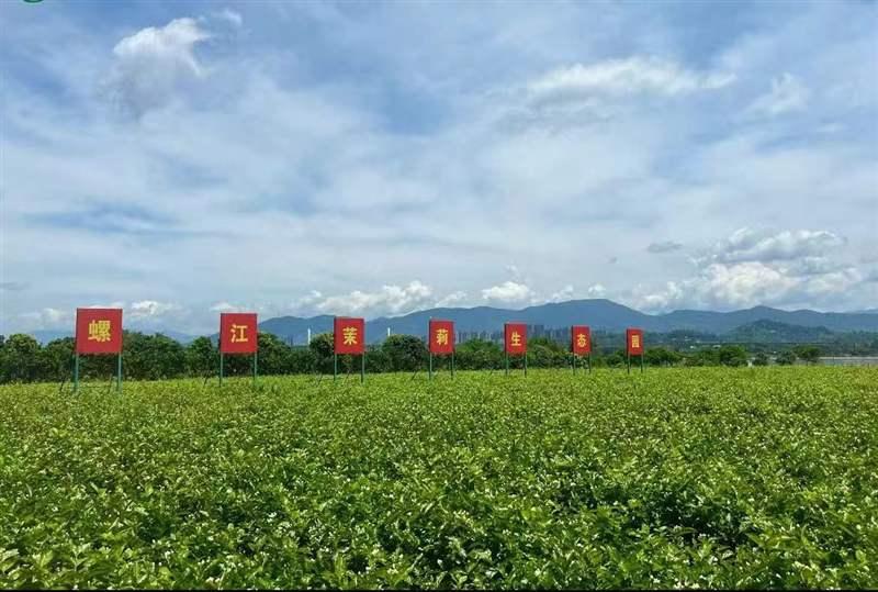 螺江茉莉生态园